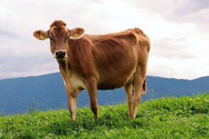 Acquisto di animali e attrezzatura: un bando a sostegno degli agricoltori