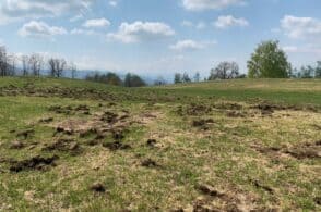 Freddo, pioggia e ungulati: annata sfortunata per il mais bellunese