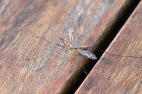 Belluno, torna in vigore l’ordinanza anti-zanzare