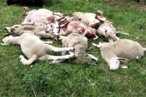 Ancora lupo in Alpago: tre assalti, sbranate 20 pecore