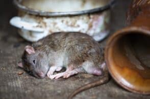 Topi morti: nessuna infezione, è un fenomeno naturale