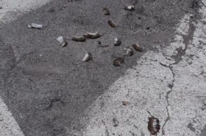 Topi morti lungo le strade. Torna il fenomeno del «suicidio di massa» dei roditori