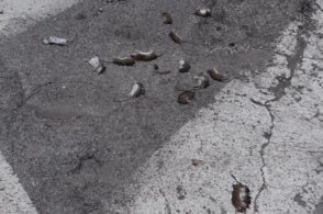 Topi morti lungo le strade. Torna il fenomeno del «suicidio di massa» dei roditori