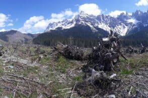 18.000 piante su 7 ettari di schianti. Grazie a Costan, rinasce la Val Visdende