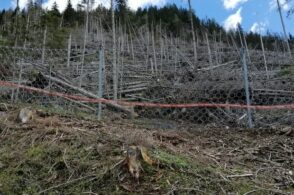 Allarme bostrico: «Rischia di essere più letale della tempesta Vaia»