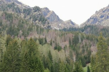 Boschi più resilienti e filiera del legno più forte: dalla Regione 1,2 milioni di euro