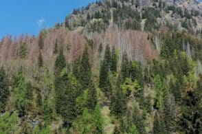 Post-Vaia, recuperati oltre 10.000 metri cubi di legname, ma il bostrico è un pericolo