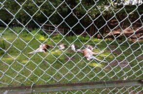 Salta il recinto e sbrana i daini: il lupo accende l’esasperazione in Alpago