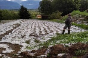 Agricoltura distrutta dalla grandine, nei vigneti perdite fino al 100%