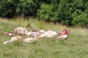 Il lupo fa fuori 14 pecore in Valturcana, allevatori in ginocchio