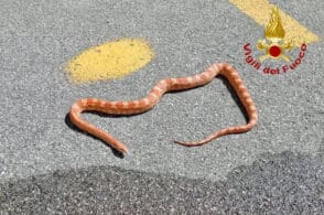 Serpente esotico scappa di casa: intervento di recupero dei vigili del fuoco