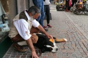 Giornata internazionale del cane: Cortina invasa dagli amici a 4 zampe
