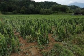 Ennesima grandinata, agricoltura bellunese in ginocchio
