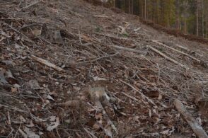 «Il bostrico sta facendo danni enormi: accelerare taglio degli alberi malati»