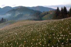 Il principe bianco si è risvegliato, torna la grande fioritura dei narcisi