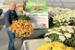 Commemorazione defunti, il mercato dei fiori sorride ai florovivaisti