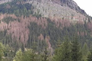 Bostrico, è allarme rosso. La situazione è fuori controllo