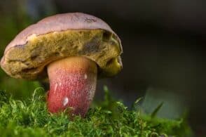Tra storia, leggenda e tradizione: è la stagione dei funghi