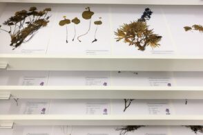 Erbario Sandi, la flora bellunese di inizio Ottocento al museo di Seravella