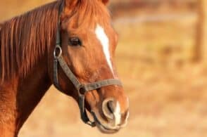 La gamba finisce sotto le zampe del cavallo: interviene il Soccorso alpino