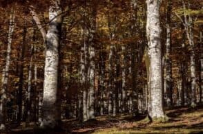 Filiera corta dei boschi: è nato il portale del legno veneto