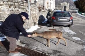 Amico degli umani, il capriolo che si aggira per Podenzoi in cerca di carezze