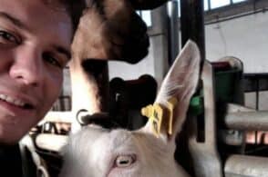 Manuel Chierzi, il più grande produttore di latte di capra biologico ha solo 24 anni