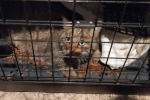 Si ferisce lottando con una faina: gatto selvatico soccorso dalla Polizia provinciale