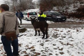 Cavalli e asini vagano per strada, intervengono i carabinieri forestali