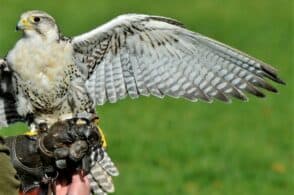 Una scelta green: per allontanare i piccioni l’Ulss 1 si affida alla falconeria