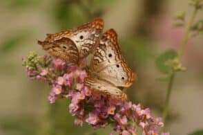 “Conoscere le farfalle”, nuovo corso del Parco nazionale Dolomiti bellunesi