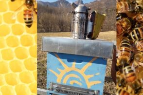 Dall’affumicatore all’arnia: i segreti e l’intelligenza delle api