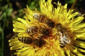 L’orientamento e la danza in cerchio: le api hanno il loro “Gps”’