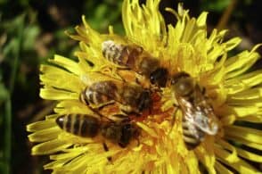 Apicoltore: la storia del rapporto fra l’uomo e un insetto straordinario