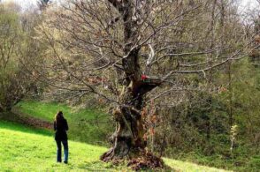 Suggestioni e ricordi al Bosco delle Castagne: itinerario con Anacleto Boranga