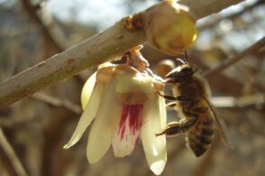 Centomila viaggi per un chilo di miele: il lavoro delle api bottinatrici