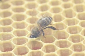 Le celle a forma di esagono: l’ape è un architetto naturale