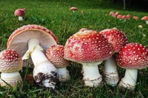 “Parliamo di funghi”: decolla un corso di micologia, 10 le lezioni