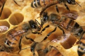 Le api e la loro democrazia: un esempio in questi tempi di guerra