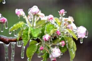 Gelate notturne, agricoltori costretti allo “spettacolo” del ghiaccio