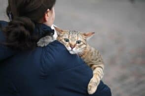 Cani e gatti in fuga dalla guerra: il Comune ringrazia Lav e Apaca