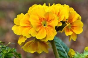 Dai semi nel ghiaccio alla nascita dei fiori: la leggenda della primula