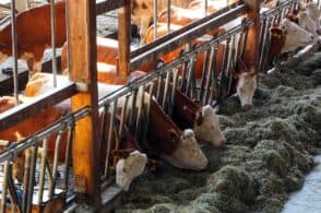 Energia alle stelle, gli agricoltori chiedono aiuto ai ministri bellunesi