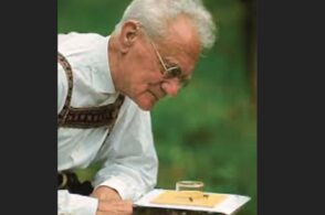 Lo studioso Karl von Frisch e la danza ondulante delle api
