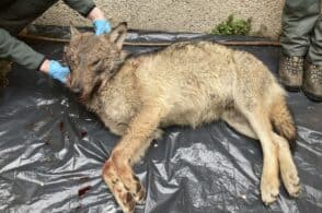 Schianto nella notte, investito un lupo in Val di Zoldo