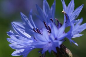 Fiordaliso: la primavera sboccia con tre leggende