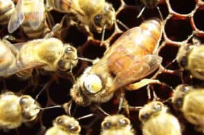 Ligustica: l’ape d’oro è la più resistente e produttiva