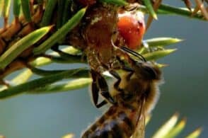 II miele di bosco e la sua dolcezza: come nasce la melata