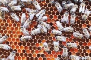 Proteico e ricco di sostanze: il polline è il “pane delle api”