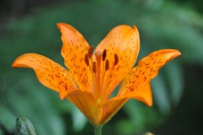Petali screziati di sangue, è la storia del giglio di San Giovanni